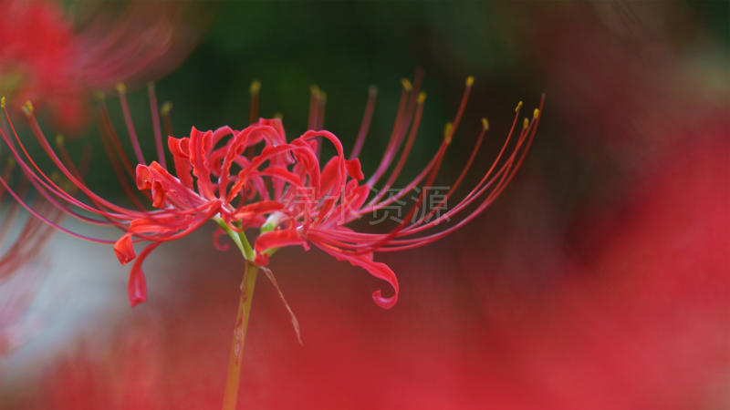 彼岸花壁纸