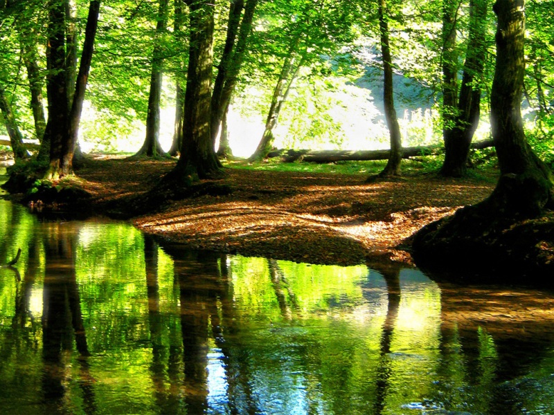 森林青山绿水流长桌面壁纸