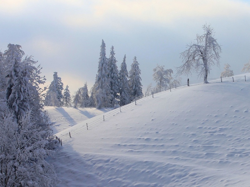 冬天雪树木栅栏风景桌面壁纸