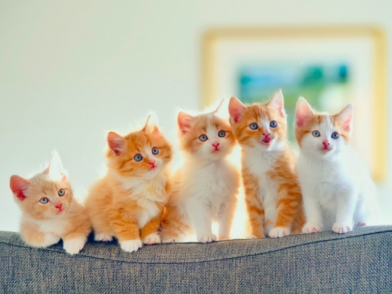 小猫,小手,5只,注视,凝望,沙发的图片,可爱动物壁纸