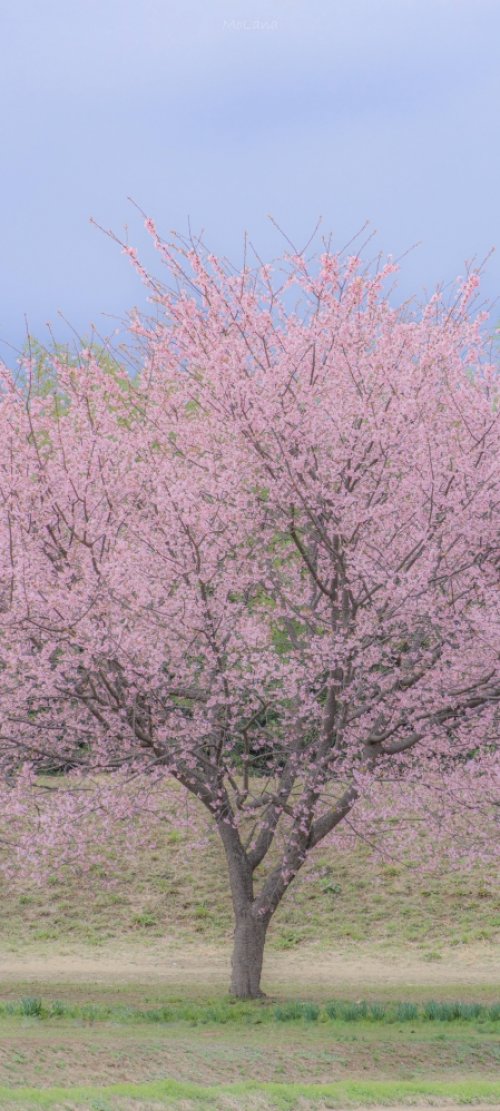 美丽樱花树风景手机壁纸